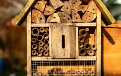 Atelier hôtel à insectes avec Joyce cet été