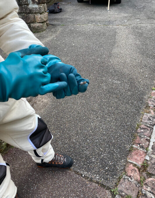 Nid de frelons asiatiques à pattes jaunes sur la façade de l’Abbaye